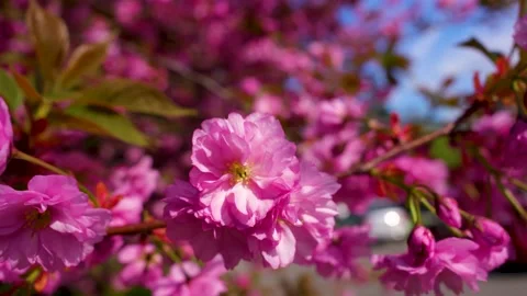 Selective focus , large sakura, beautiful sakura flowers in spring , texture Stock Footage 239364002
