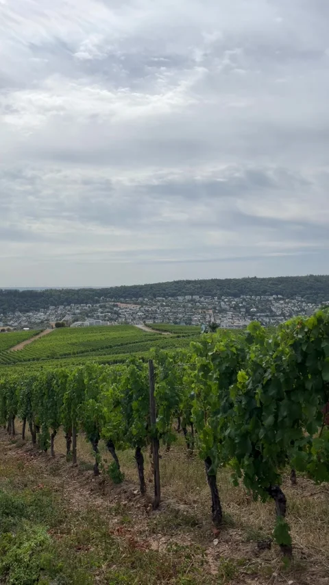 Selective focus large scale grape farming and cultivation Stock Footage 346068329