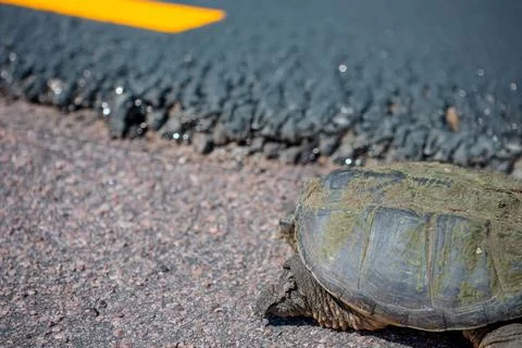 Selective focus on a large snapping turtle crossing a paved road in search of Stock Photos