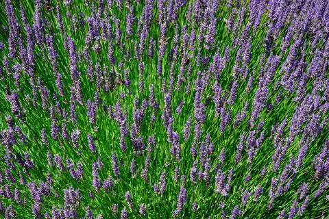 Selective focus of lavender plants Stock-Fotos