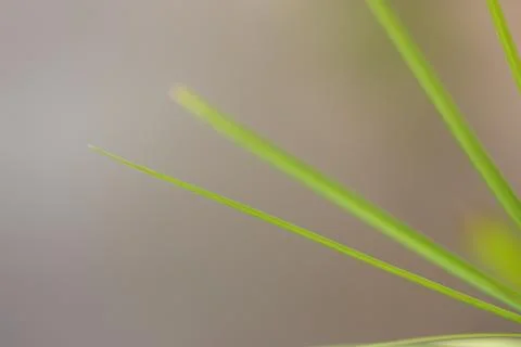 Selective focus of leaf and blur background Stock Photos