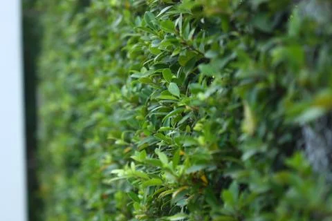Selective focus of leaf and blur background Stock Photos