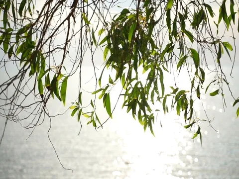 Selective focus on leaf during sunset Stock Footage 105023632