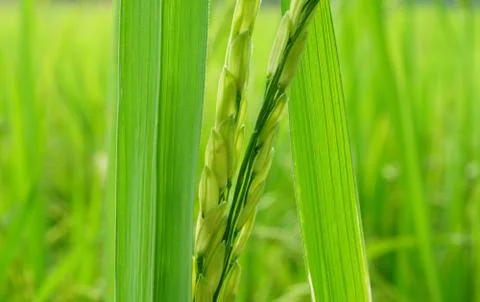 Selective focus on leaf the ear of rice green field organic food in the farm Foto stock