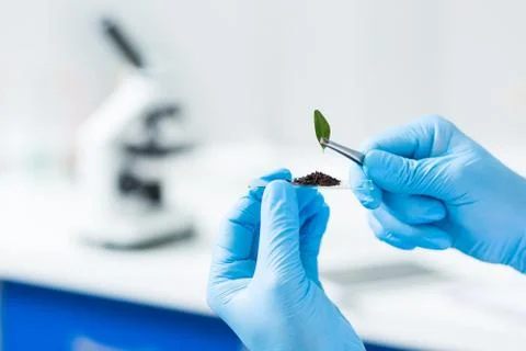 Selective focus of a leaf Stock Photos