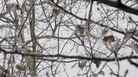 Selective focus on leafless tree branches with ice Stock Footage 121355211