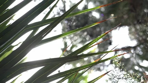 Selective focus on the leaves of the date palm in the foreground. Movement from Stock Footage 276505016
