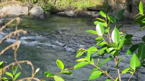 Selective focus on the leaves. Steady shot of stream of water. Sport rafting  Stock Footage 195972488