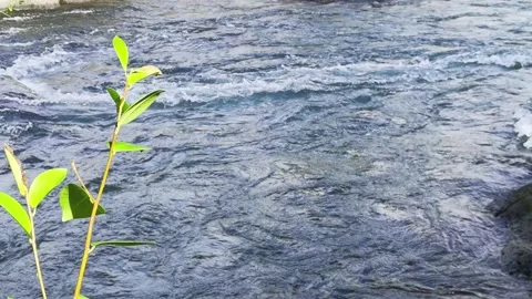 Selective focus on the leaves. Steady shot of stream of water. Sport rafting  Stock Footage 195972508