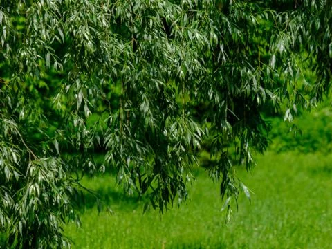Selective focus on the leaves of a weeping willow on a background of green gr Stock Photos