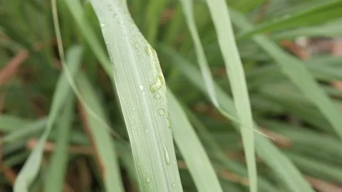 Selective focus on lemon grass leaves with rain water droplet on surface. tro Stock Footage 172255559