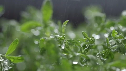 Selective focus of lentils micro greens, spraying water Stock Footage 179406512