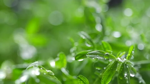 Selective focus of lentils micro greens, spraying water Video stock 179406625