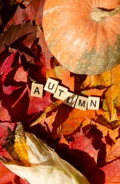 Selective focus Lettering Autumn on gradient multicolored maple leaves. Stock Photos