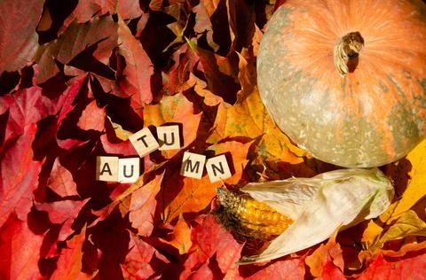 Selective focus Lettering Autumn on gradient multicolored maple leaves. Stock Photos
