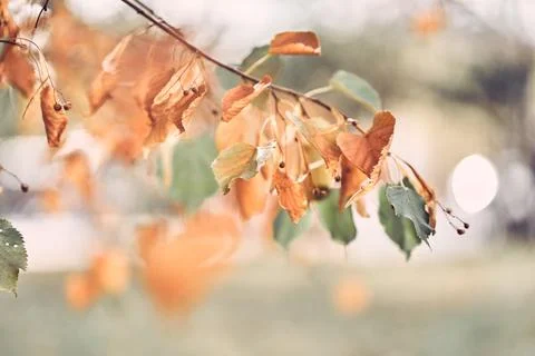 Selective focus on lime branches with yellow leaves, on a defocused forest Fotos de archivo