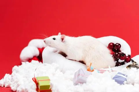 Selective focus little mouse santa Stock Photos