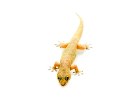 Selective focus lizard isolated on white background. Stock Photos