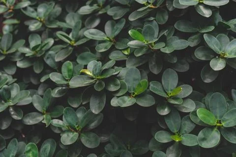 Selective focus  low key dark tone nature pattern of green leaves for backgro Stock Photos