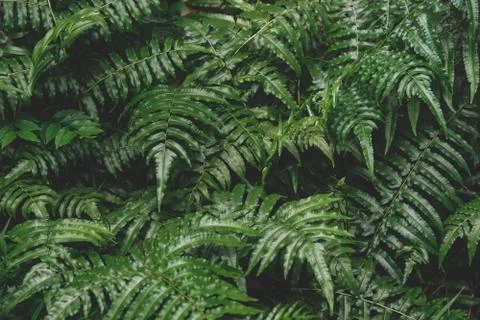 Selective focus  low key dark tone nature pattern of green fern leaves for ba Stock Photos