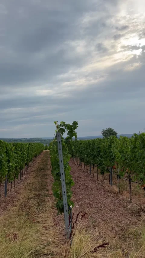 Selective focus lush vineyards spreading across the rhine hillside at rdeshei Stock Footage 345148706