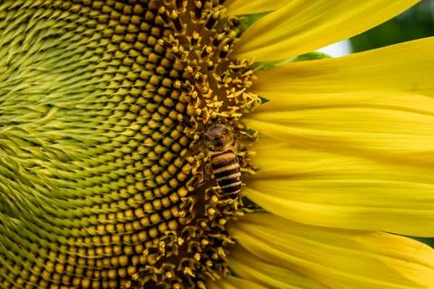 Selective focus macro close up,The bee is sucking the pollen of the sunflower. Stock Photos