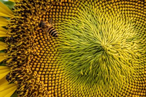 Selective focus macro closeup,The bee is sucking the pollen of the sunflower. Stock Photos