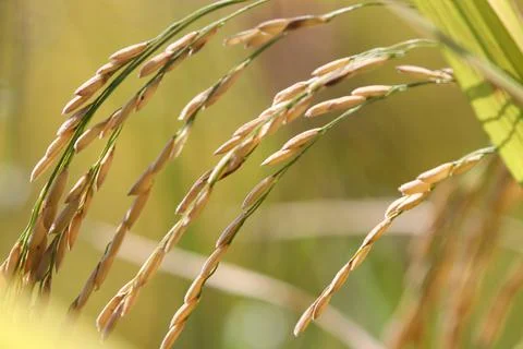Selective focus macro ears of rice yellow color in farmland countryside Stock Photos