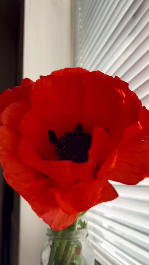 Selective focus macro footage of red poppy petals Stock Footage 335589890