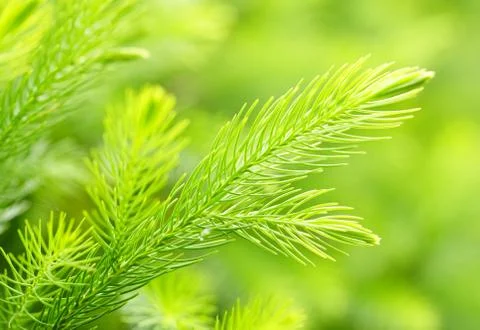 Selective focus with macro, natural pine, beautiful green leaves, decorated Fotos Stock