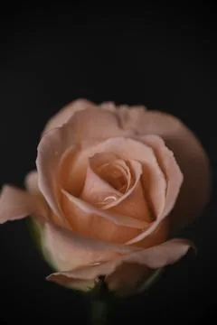 Selective focus, macro photo of peach rose in the home garden Stock Photos