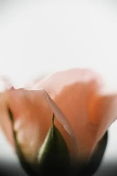 Selective focus, macro photo of peach rose in the home garden Stock Photos