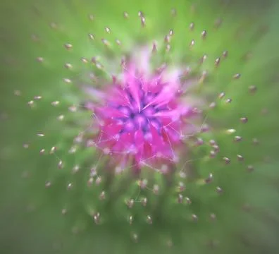Selective focus macro of purple burdock flower with green blurred background Stockfoto's