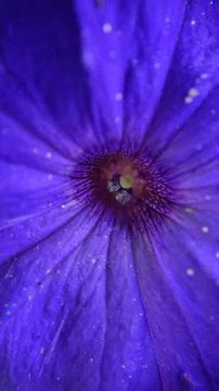 Selective focus macro of the purple flower core close-up Stock Photos