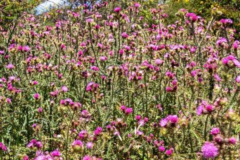 Selective focus macro view on a field of red plumeless thistles (Carduus) f.. Stock Photos