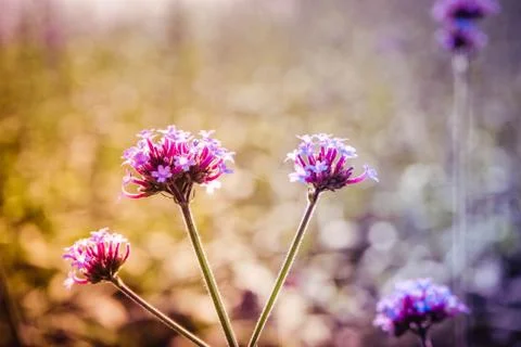 Selective focus magenta and violet purple little flowers in sunlight Stock Photos