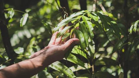 Selective focus man hand touching green leaf shadow and sunlight through fo.. Stock Photos