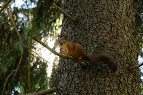 Selective focus, manual brown squirrel Stock Photos
