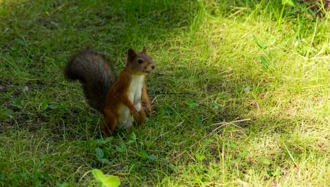 Selective focus, manual brown squirrel Stock Photos