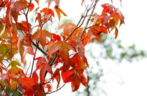 Selective focus on Maple orange color leaf on branch tree in nature Stock Photos