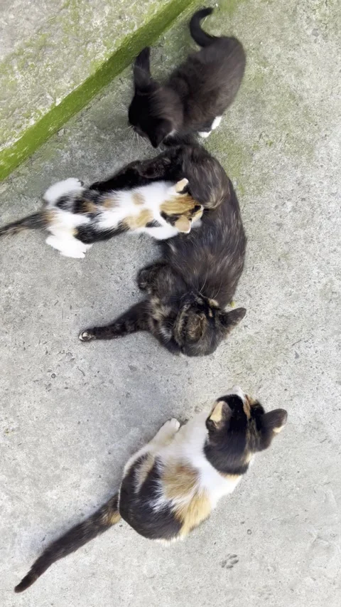 Selective focus on maternal bond between cat and nursing kitten Stock Footage 313714264