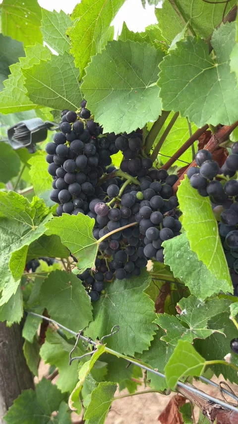 Selective focus mature blue grape clusters among vineyard rows Stock Footage 345149513