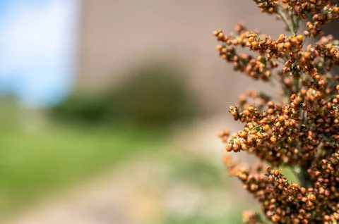 Selective focus on maturing seed head of sorghum bicolor Stock Photos
