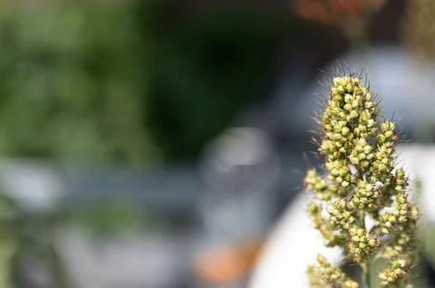 Selective focus on maturing seed head of sorghum bicolor Foto stock