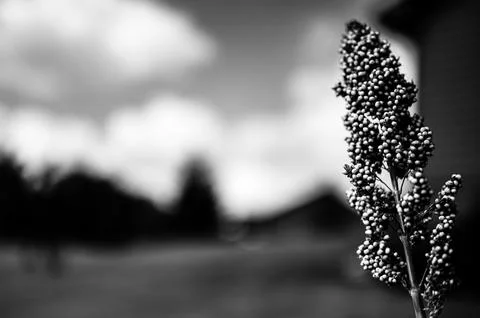 Selective focus on maturing seed head of sorghum bicolor Stock Photos