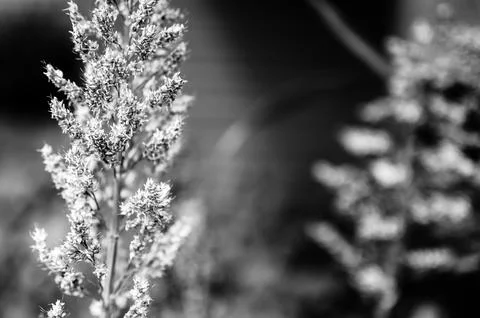 Selective focus on maturing seed head of sorghum bicolor Foto stock
