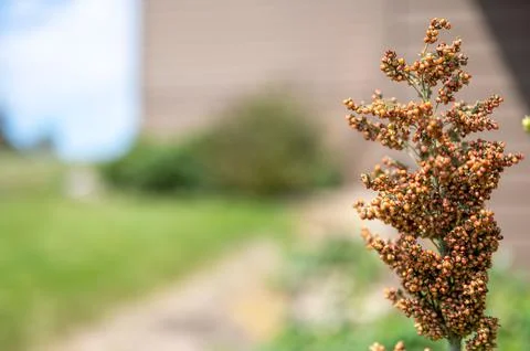Selective focus on maturing seed head of sorghum bicolor Stock Photos