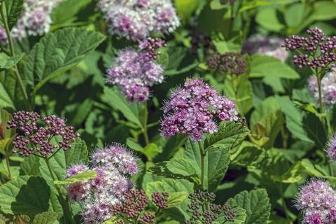 Selective focus of meadow rose or Spiraea splendens blooming in garden. Flo.. Stock Photos