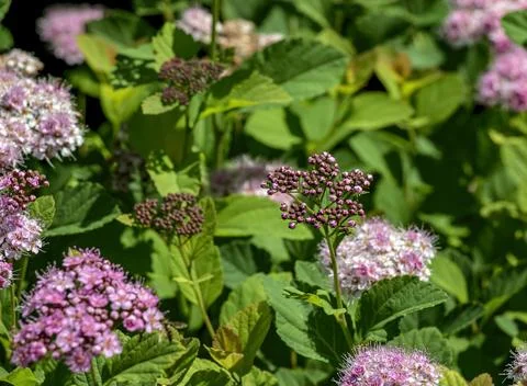 Selective focus of a meadow rose or Spiraea splendens blooming in the garde.. Foto stock