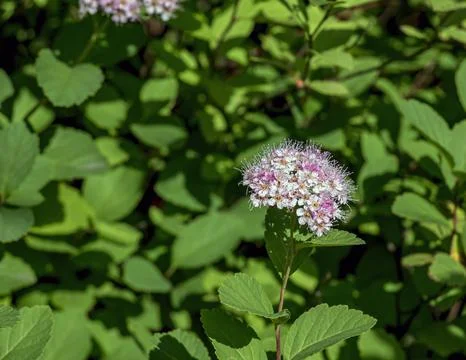 Selective focus of a meadow rose or Spiraea splendens blooming in the garde.. Stock Photos